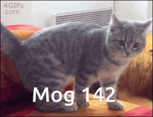 Mog Mogcat GIF - Mog Mogcat 142 GIFs