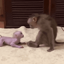 two monkeys are playing on a bed and one is purple