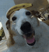 a brown and white dog wearing a banana hat with its tongue hanging out .