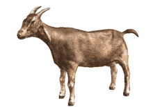 its goat