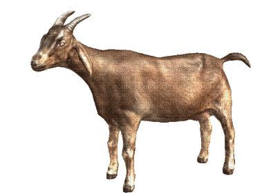 Its Goat Gif Dddddd Sticker - Its Goat Gif Dddddd Stickers