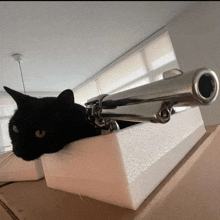 Cat Gun GIF - Cat Gun Silly Cat GIFs
