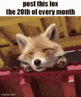 a picture of a fox with its eyes closed and the words post this fox the 20th of every month