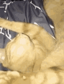 Mitskidiamandis Cat GIF - Mitskidiamandis Cat Dies GIFs