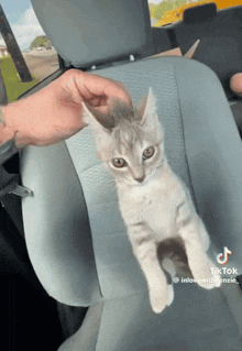a person is petting a kitten in the back seat of a car .