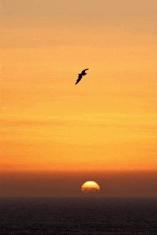 a bird flies in the sky at sunset over the ocean