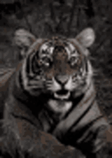 Angry Tiger Roar GIF