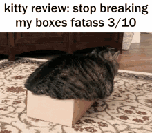 Kitty Review Box GIF - Kitty Review Box Fat GIFs