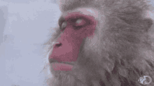 Japanese Macaque Sleeping GIF - Japanese Macaque Sleeping When You Realize GIFs