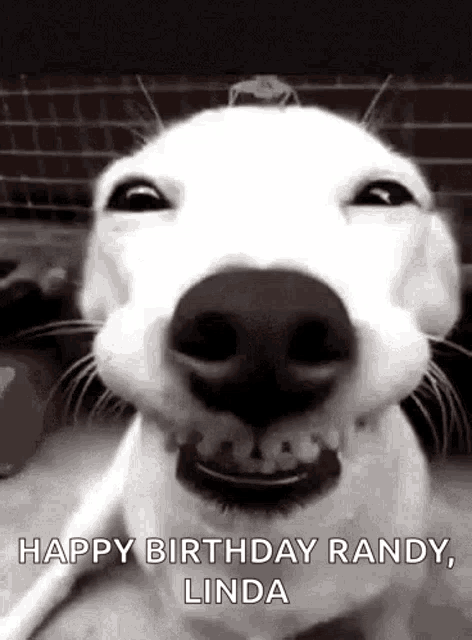 smiling dog birthday