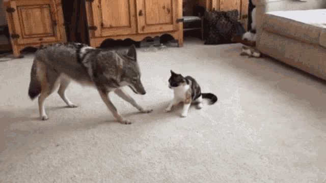 Police Dogs Breaks Up Cat Fight - Señor GIF - Pronounced GIF or JIF?