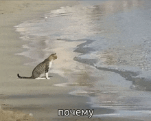 a cat sits on a sandy beach next to a body of water with the words " почему " above it