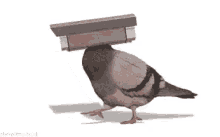 Bird Cam GIF - Bird Cam Spy GIFs