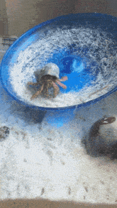 Hermit Crab Wheel GIF