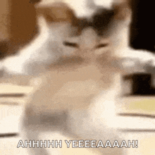 a blurry picture of a cat with the words ahhhh yeeeeaaah written on the bottom