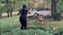 Lion And Woman At Zoo GIF - Lion And Woman At Zoo GIFs