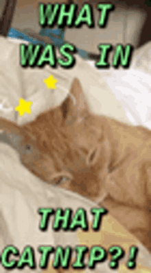 Catnip Cats On The Nip GIF
