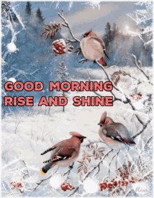 Good Morning Rise And Shine GIF - Good Morning Rise And Shine Birds GIFs