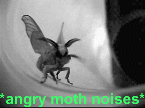 angry-moth-noises.gif