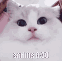 Scrims Tf2 GIF - Scrims Tf2 Cat GIFs