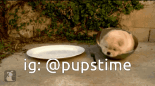 a dog in a bowl next to a plate and a fork with ig @pupstime written on the bottom