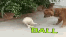 Ball Dog GIF - Ball Dog Puppy GIFs