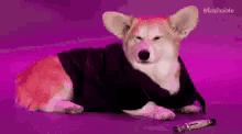 Deal With It Sunglasses GIF - Deal With It Sunglasses Corgi GIFs