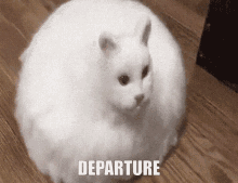 cat roomba departure leave