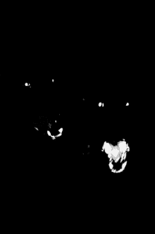 Dogs Darkness GIF