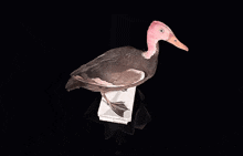 Duck Pink Headed Duck GIF - Duck Pink Headed Duck Taxidermy GIFs