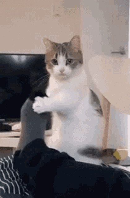 Let Lets Play GIF - Let Lets Play Cat GIFs