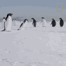 penguin waddles national geographic all about the adelie penguin goodbye see you later
