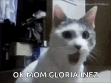 Omg Schock GIF - Omg Schock Cat GIFs
