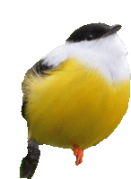 Fatbirb Bird Sticker - Fatbirb Fat Bird Stickers