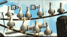 a bunch of seagulls are sitting on a wire and one of them says " mine "