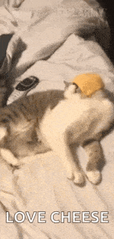 GIF