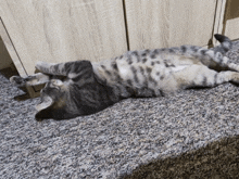 Vica Cat GIF - Vica Cat Kitten GIFs