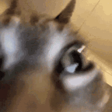 Cat Shaking GIF - Cat Shaking Stare GIFs