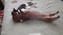 Cat Murders Excited Dog GIF - Dog Cat Cuddle GIFs