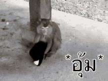 ลิงอุ้มแมว GIF - Monkey Carry Cat GIFs