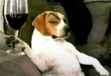a dog sitting on a couch with a glass of wine