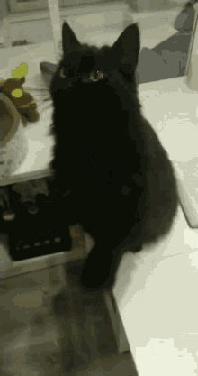 Minette Cat GIF - Minette Cat Mina GIFs