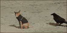 The Dog And The Crow GIF - Jump Dogs Scared GIFs
