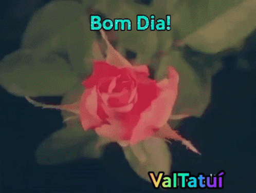 Bom Dia Bom Dia Valtatuí GIF - Bom Dia Bom Dia Valtatuí - Discover & Share  GIFs