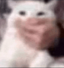 a blurry picture of a person holding a white cat with a face on it .