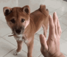 Dogs Pets GIF - Dogs Pets Hand Slap GIFs