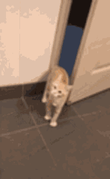 Oops Cat GIF - Oops Cat Im Out GIFs