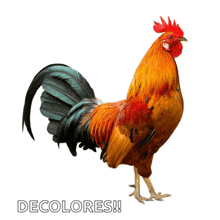 a colorful rooster is standing on a white background with the word decolores below it