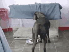 Tired Funny Animals GIF - Tired Funny Animals Bye GIFs