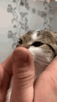Cat Pet GIF - Cat Pet Cute GIFs